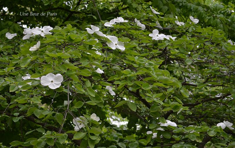 Jardin du Luxembourg : L'Exochorda x macrantha "The Bride"