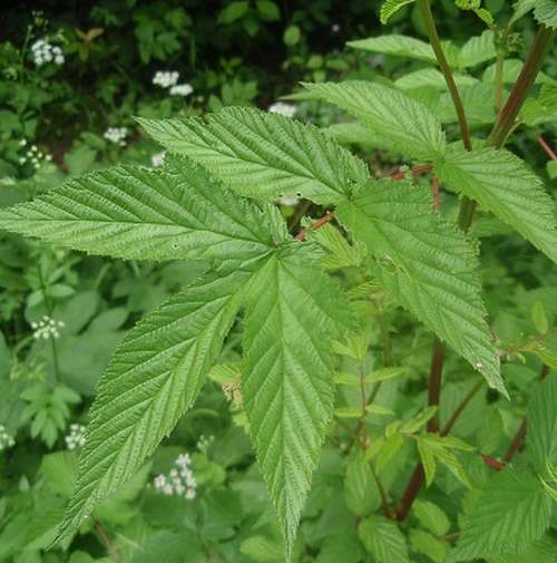 Vertus médicinales des plantes sauvages : Reine-des-prés