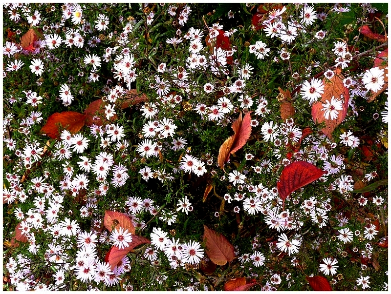 Metz / Loin de janvier le temps des fleurs...
