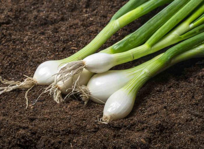 Légumes du mois de Juillet