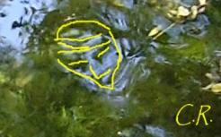 Rubrique Photos exceptinnelles d'Emanants : Les EMANANTS DES ETRES DE LA NATURE