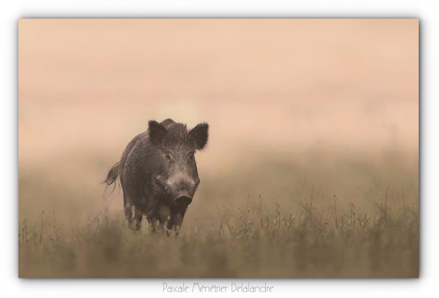 Sangliers dans la brume d'un petit matin