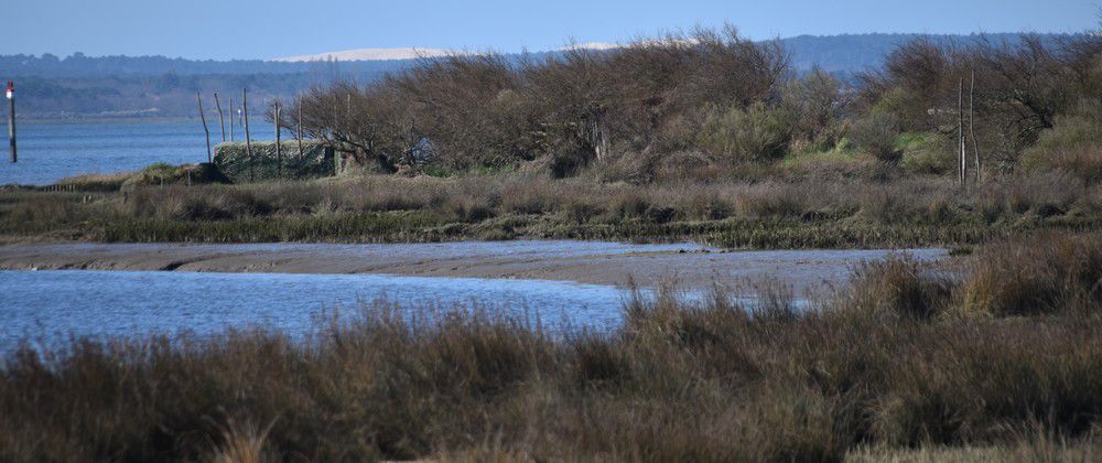 Friselis de Dune du Pilat, au Pyla...