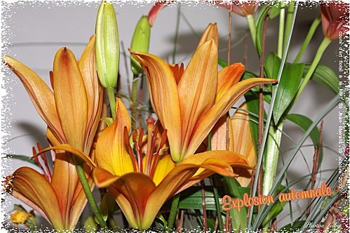 2010 19 10 explosion automnale (2)