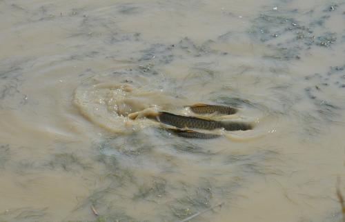 ... tiens, des nageurs en eaux troubles...
