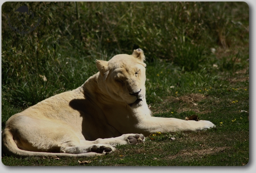 Lionne Blanche...