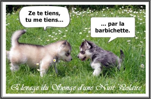 Portée Ino (7 mai 2015)