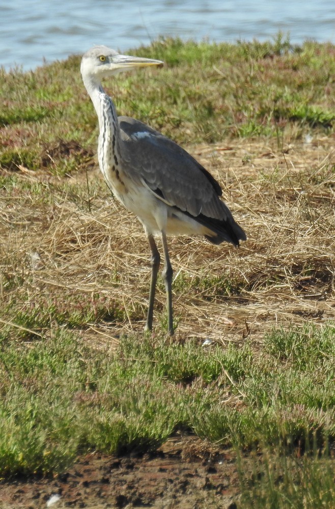 L'île des hérons, au Teich...