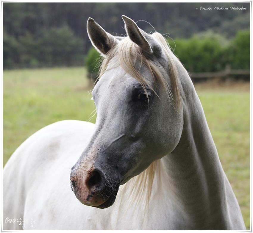 Portraits d'une jument Pur Sang Arabe (PSAr)