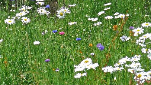 Fleurs des prés :