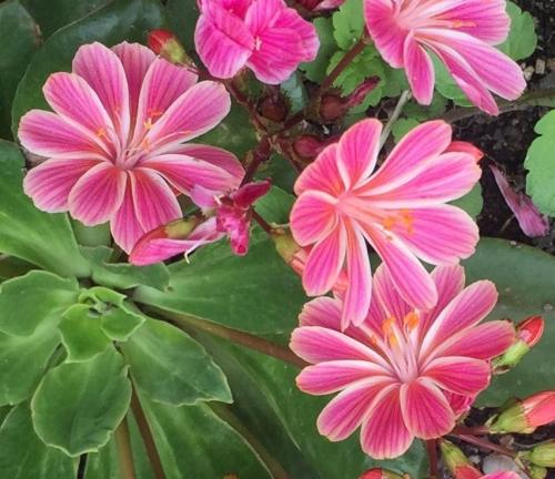 Fleurs cultivées : Lewisia