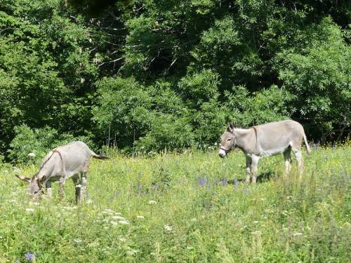 Le long de la Rouanne (Ancelle - Champsaur)