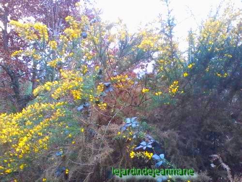 les genêts / Genista / dans la forêt ils sont en pleines fleurs