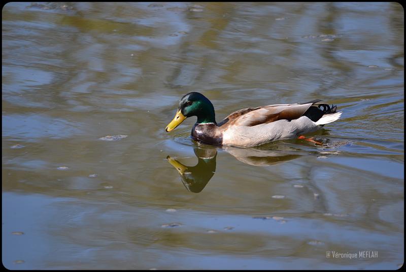 Rambouillet : Le canard Colvert