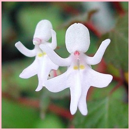 Fleurs Rares.