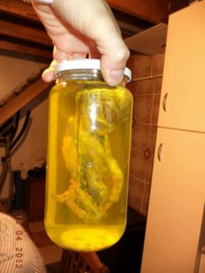 L'humanoïde d'Atacama (Chili)