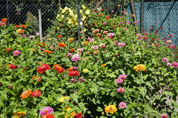 Travaux de jardinage