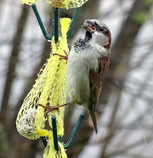 Dix-sept sortes d'oiseaux qui ont fréquenté mon jardin durant l'hiver 2015-2016...