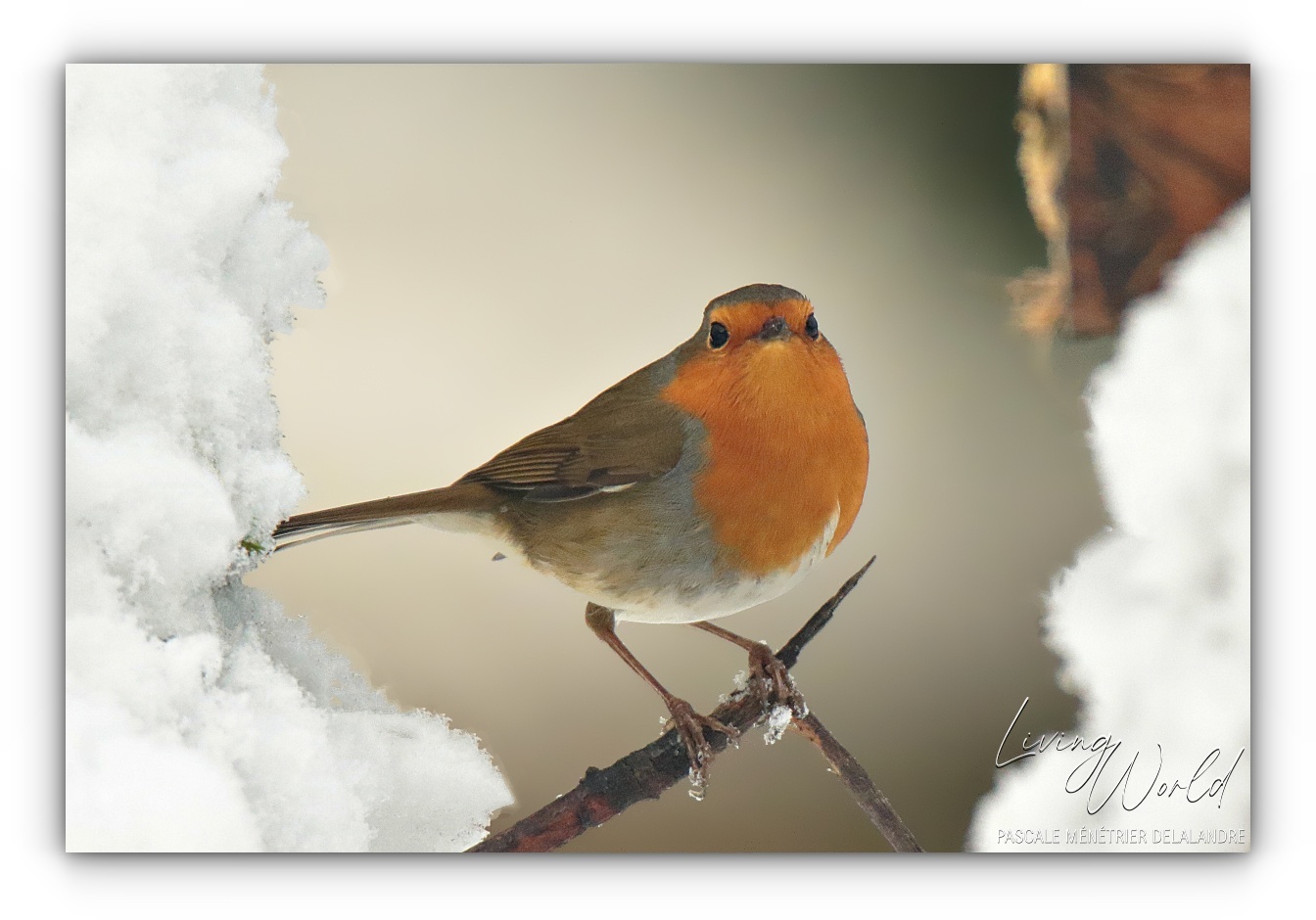Encore de la neige au refuge !