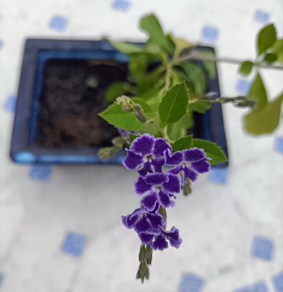 Une jolie surprise sur une bouture de durantha...