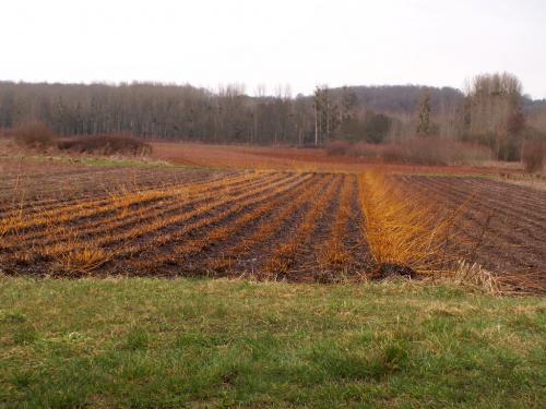 Villaines-les-Rochers  (Indre-et-Loire)