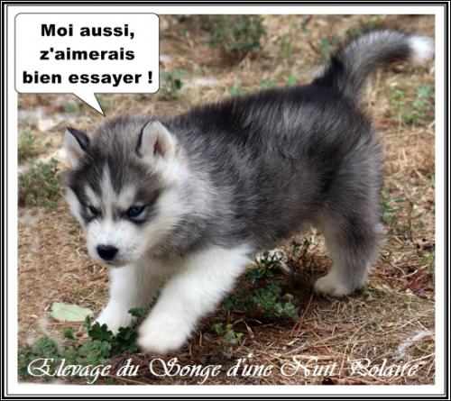 Portée de Lakmé (1er septembre 2023)