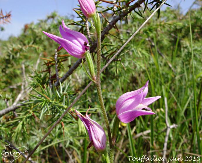 Cephalanthera rubra - céphalanthère rouge