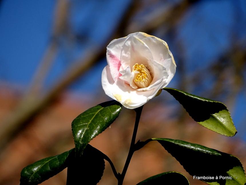 Le printemps au jardin - 2022 - Camélia