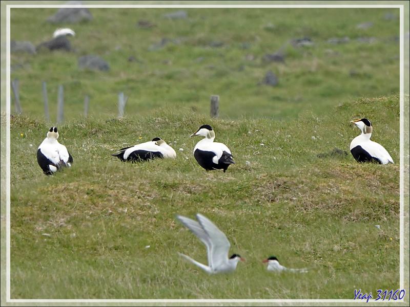 07/06/2023 : nous nous dirigeons vers le Blue Lagoon tout en faisant de la géologie, de la botanique ou de l'ornithologie lorsque l'occasion se présente - Péninsule de Reykjanes - Islande
