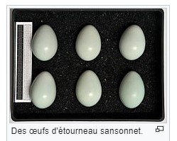 Etourneaux sansonnets