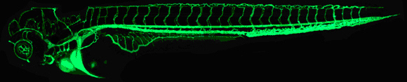 http://lancien.cowblog.fr/images/Animaux5/zebrafishweinstein.jpg