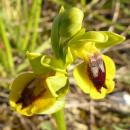 Index illustré orchidées