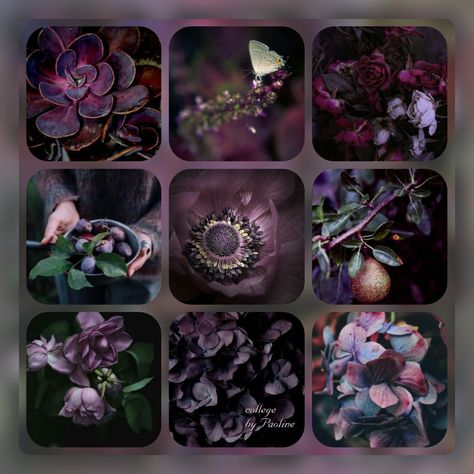 Collages violets