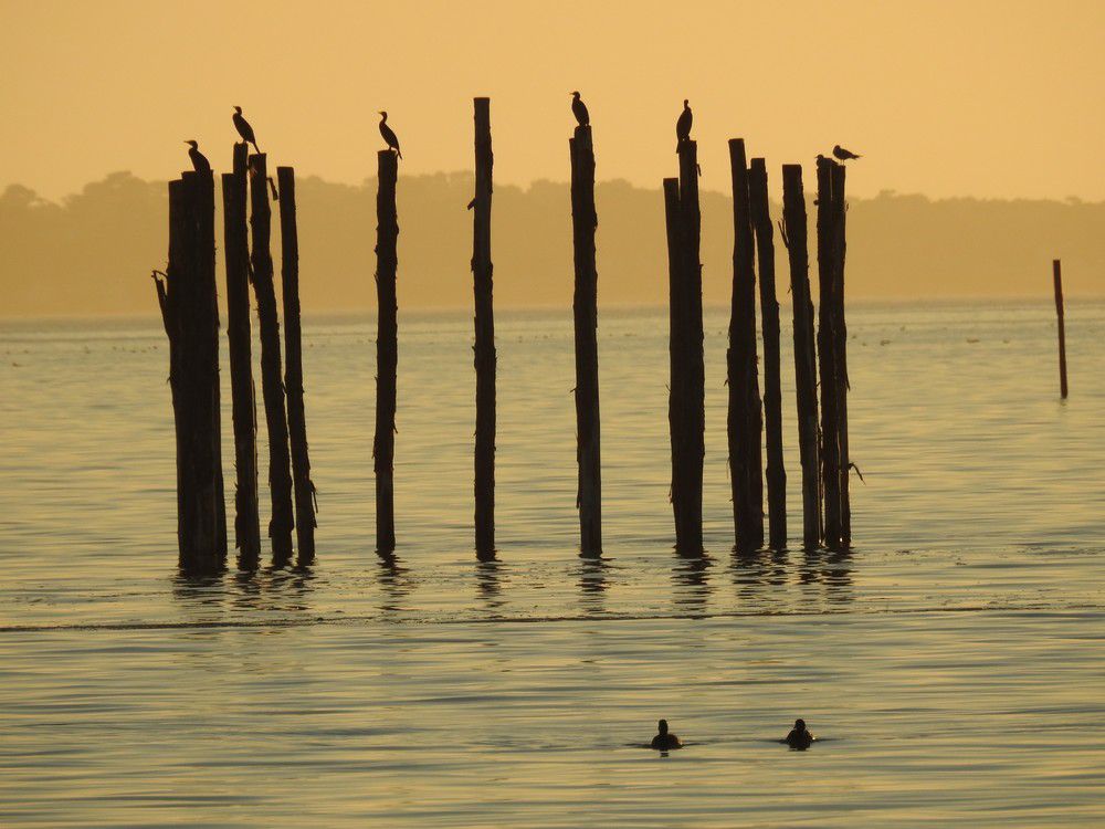 La nasse et les cormorans...