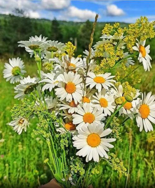 Bouquets marguerites(2)