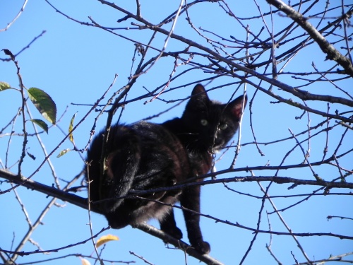 le minou de la voisine lol  lol  lol