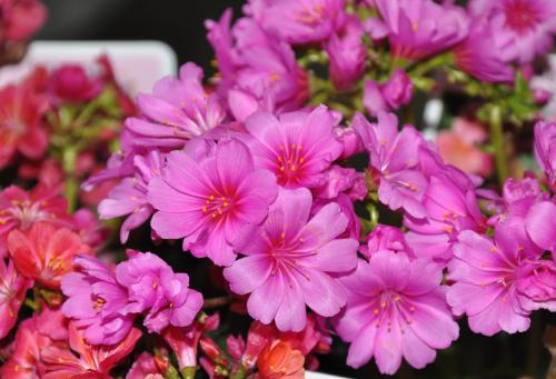 Fleurs cultivées : Lewisia