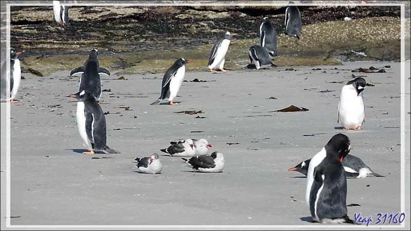 Cohabitation paisible entre les Manchots papous et les Goélands de Scoresby - Saunders Island - Falkland (Malvinas, Malouines) - Grande-Bretagne