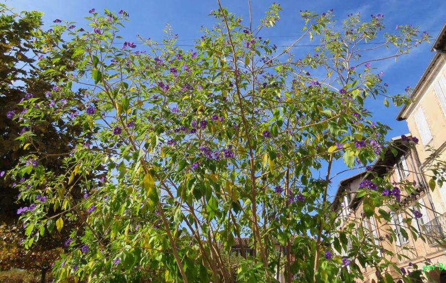 Lisle sur Tarn  (81)