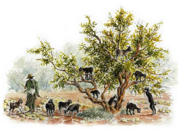 Aquarelles d'Alain Marc