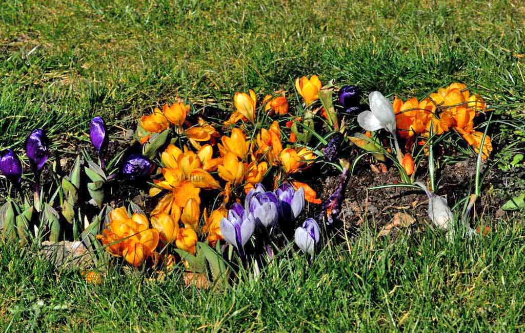 Les crocus !