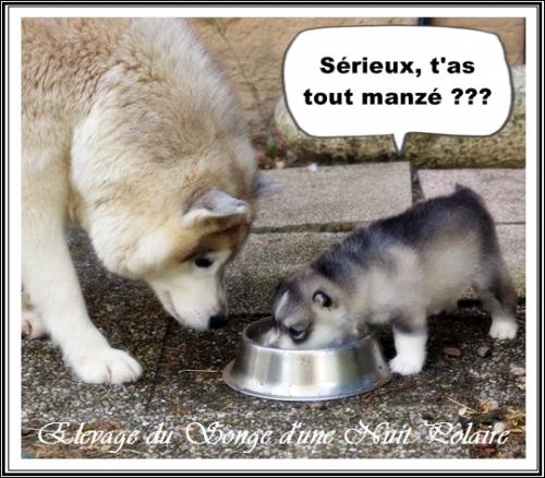 Portée de Lakmé (17 août 2023)