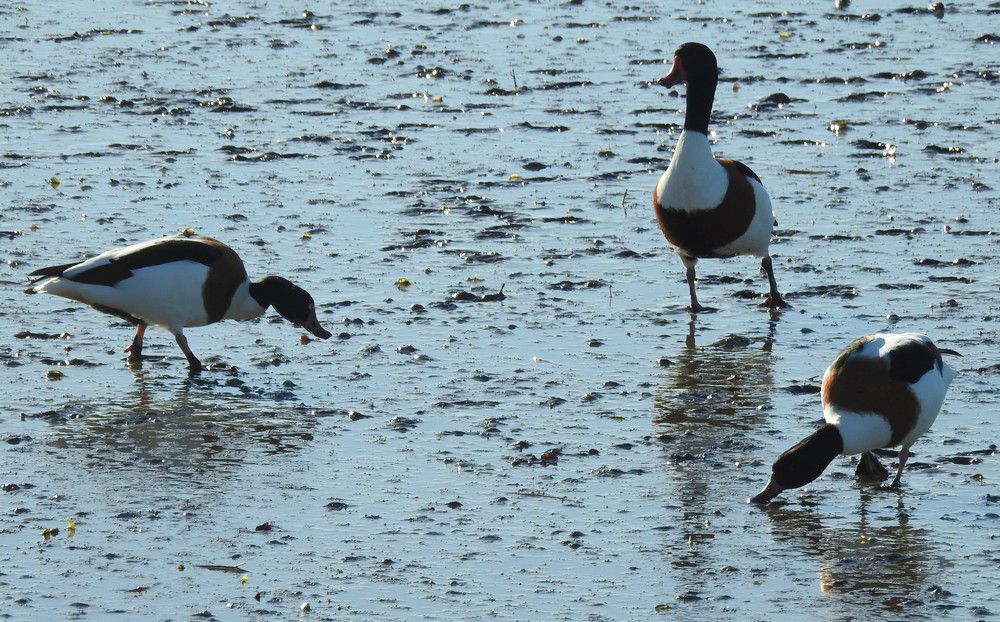 Tadornes de belon - décembre 2023...
