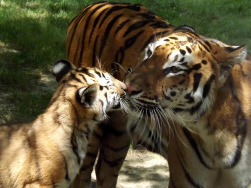 (c) - Hélène Simon. 