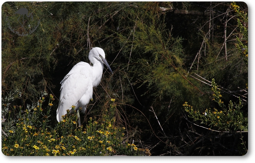 Aigrette garzette...