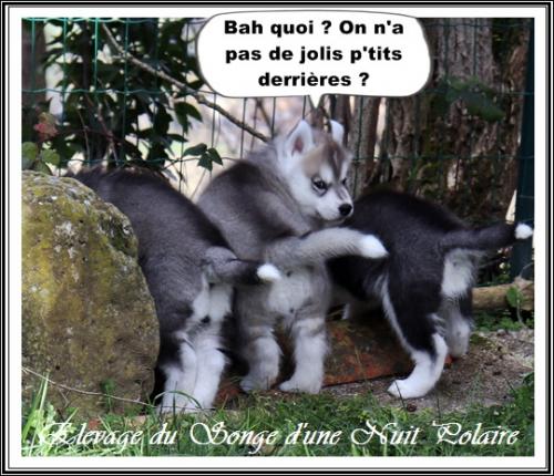 Portée de Joy (11 janvier 2021)