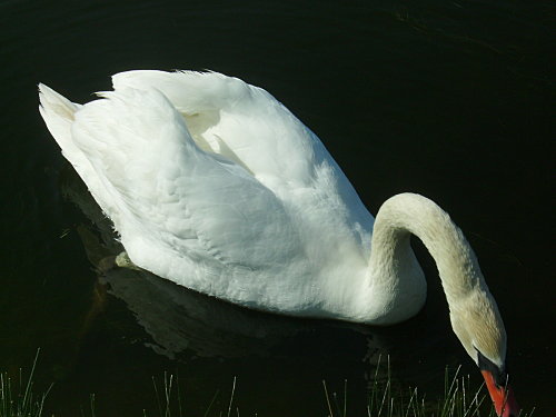 IMGP0246