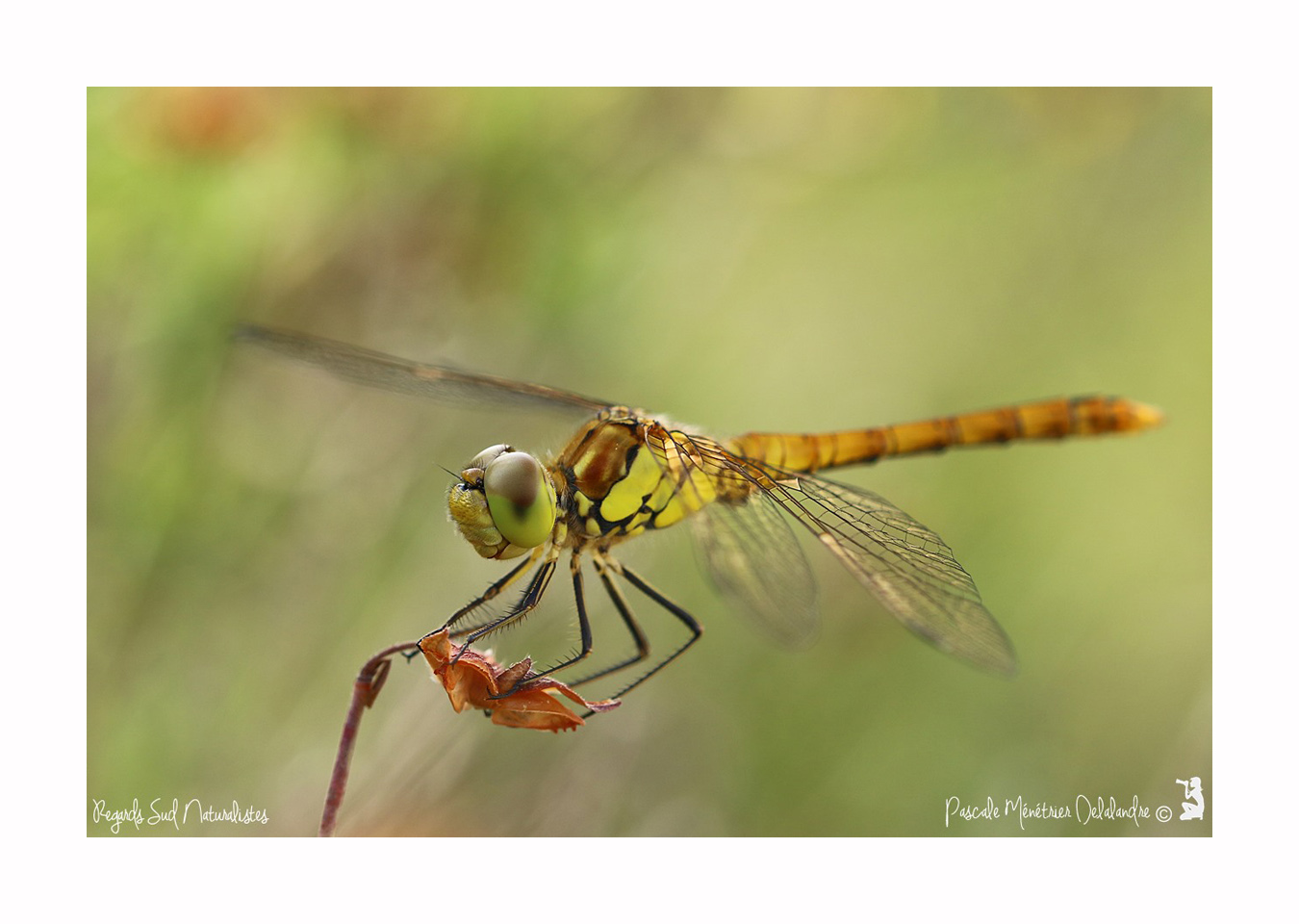 Sympétrum strié ♂ immature - Sympétrum striolatum