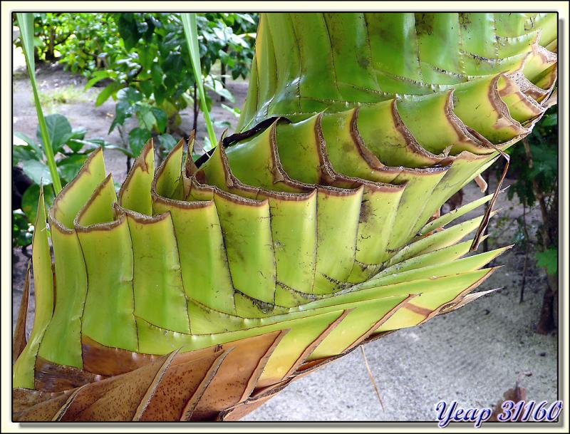 Pandanus : le tronc nettoyé de ses feuilles - Motu Porou - Tahaa - Polynésie française