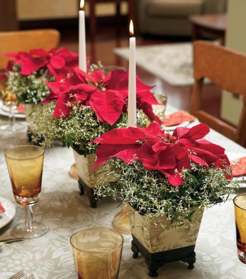 Fleurs cultivées : Poinsettia